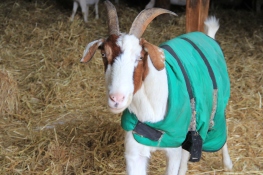 Skye Goat in Sheep Barn